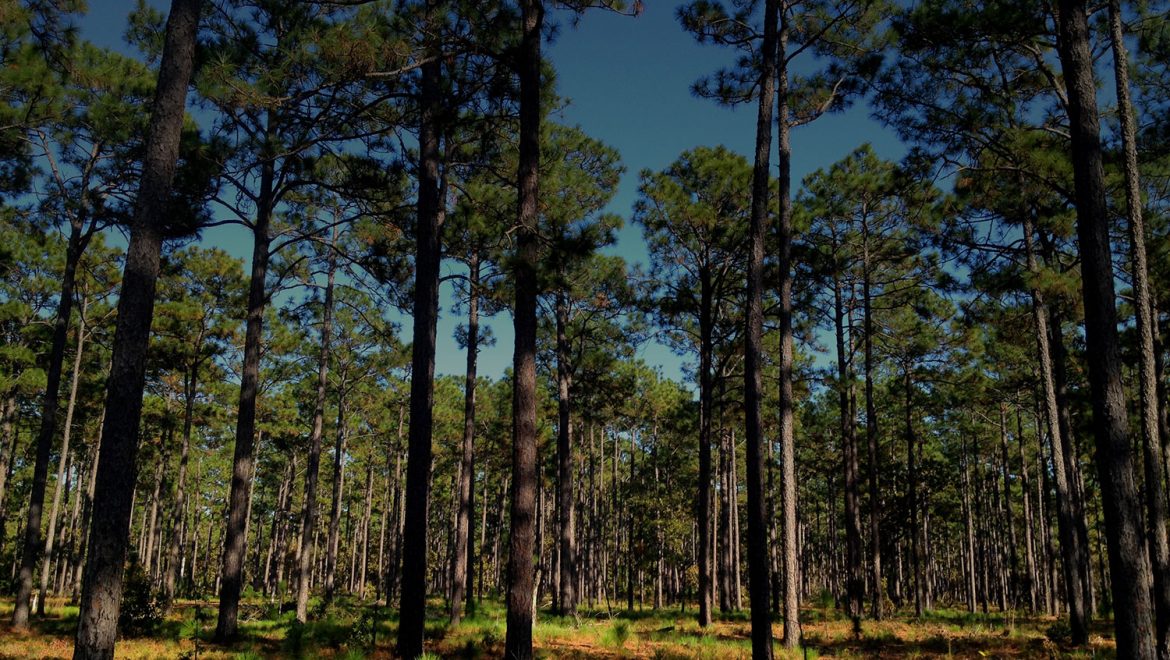 Forest Carbon Offset Development