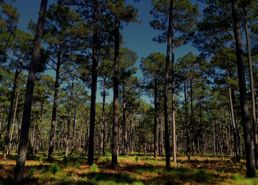 Forest Carbon Offset Development