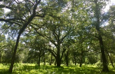 Habitat Restoration & Biodiversity Consultation