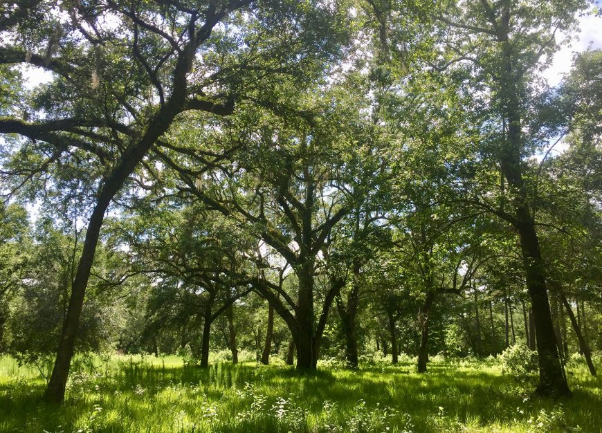 Habitat Restoration & Biodiversity Consultation