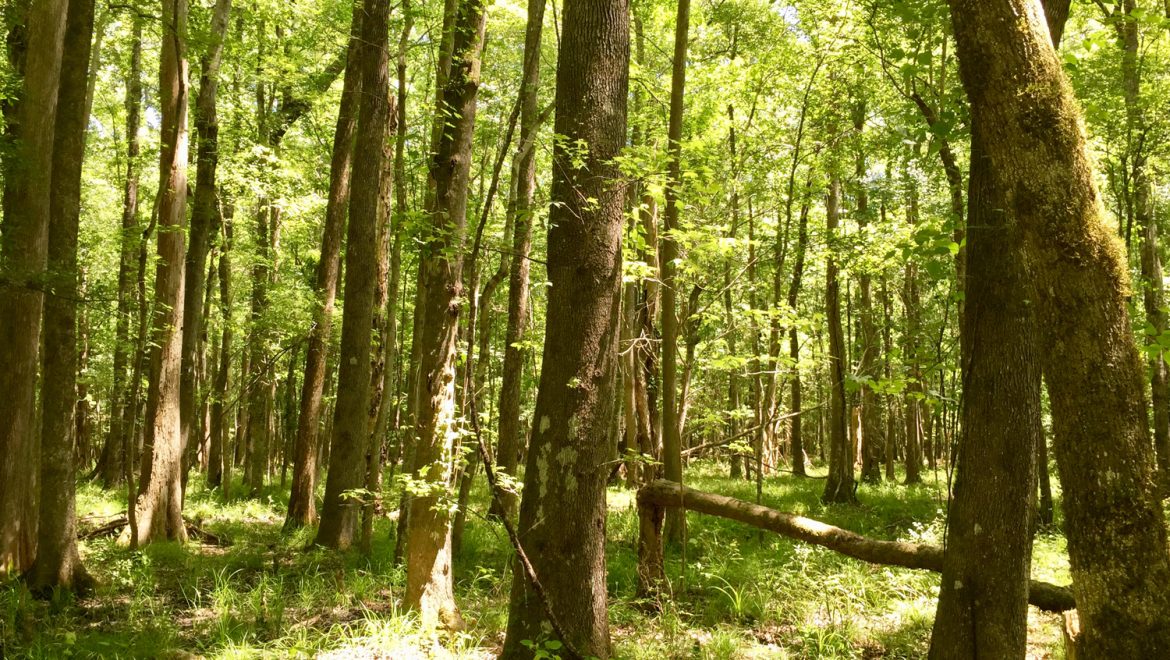 Forest & Soil Stratification Analysis